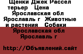 Щенки Джек Рассел терьер › Цена ­ 22 000 - Ярославская обл., Ярославль г. Животные и растения » Собаки   . Ярославская обл.,Ярославль г.